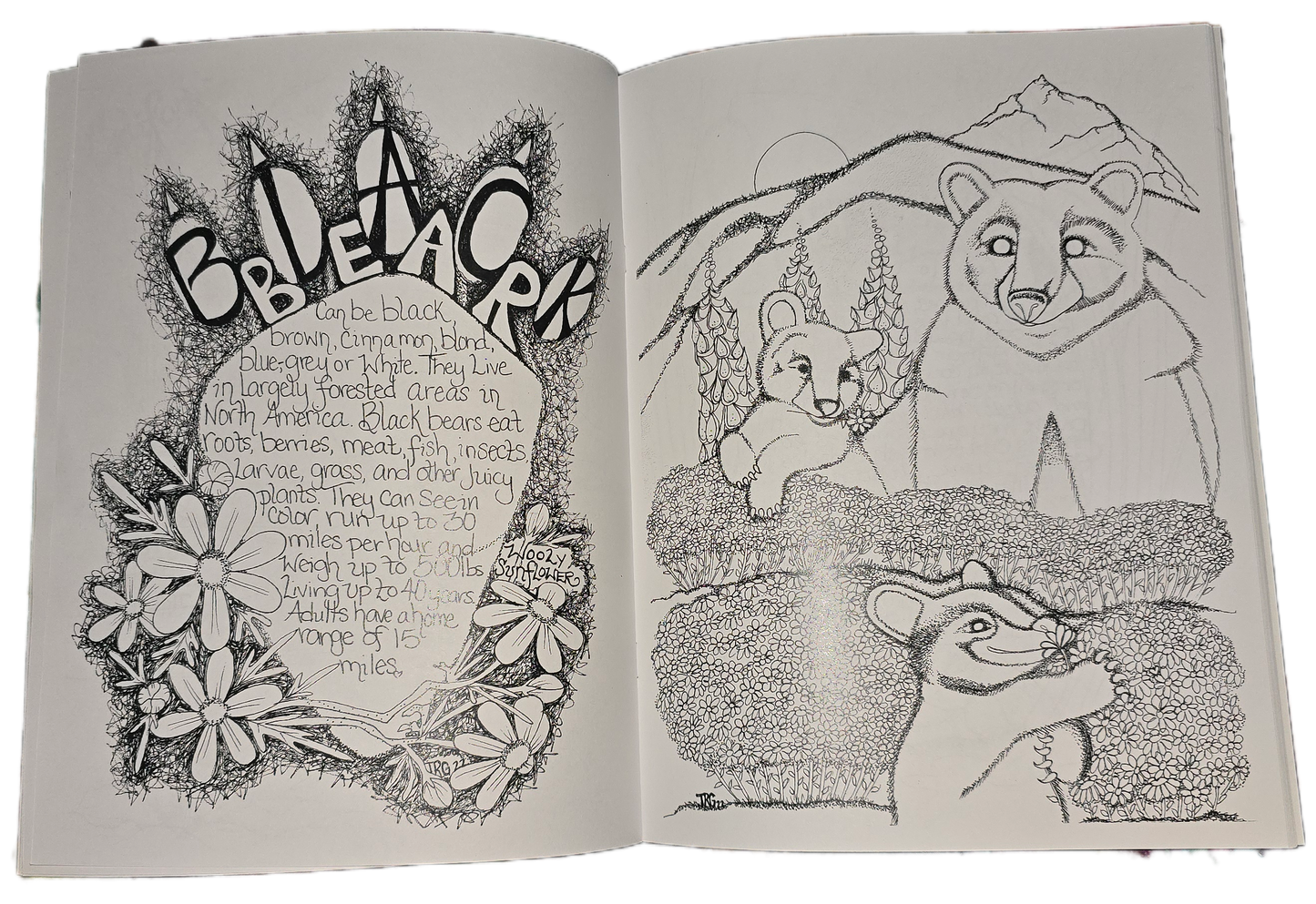 Color page image black bear mother and cubs in wooly sunflower patch with mountains in the distance hand drawn original illustration