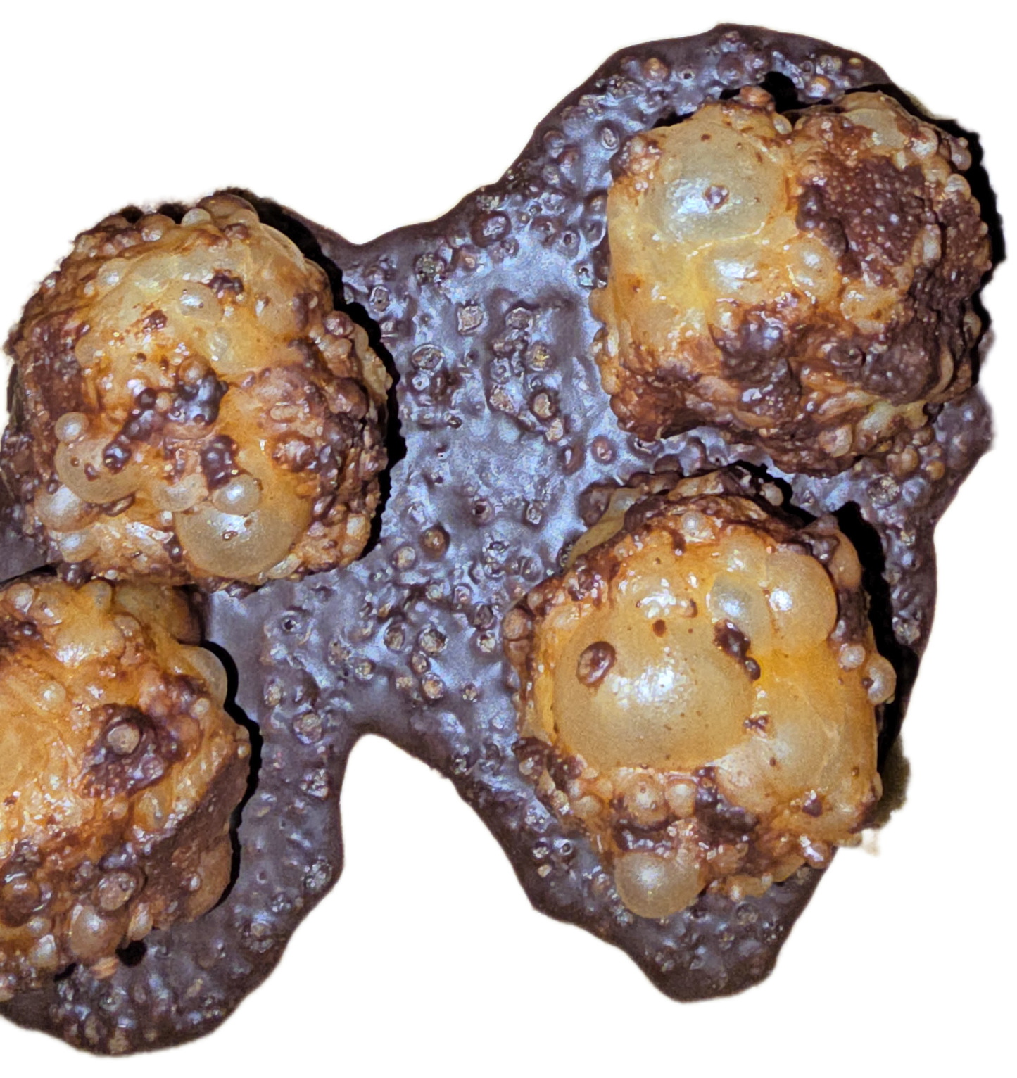 Organic CHOCOLATE MUD PUDDLES