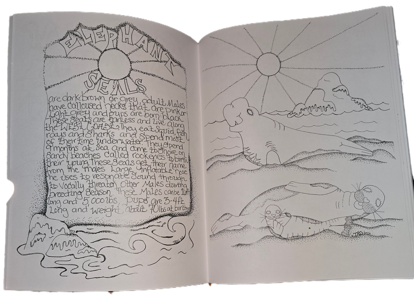 Elephant seal coloring page inside the west coast Wildlife coloring book male female and calf on the beach in the sunshine original art illustration wildlife beach coast ocean nature