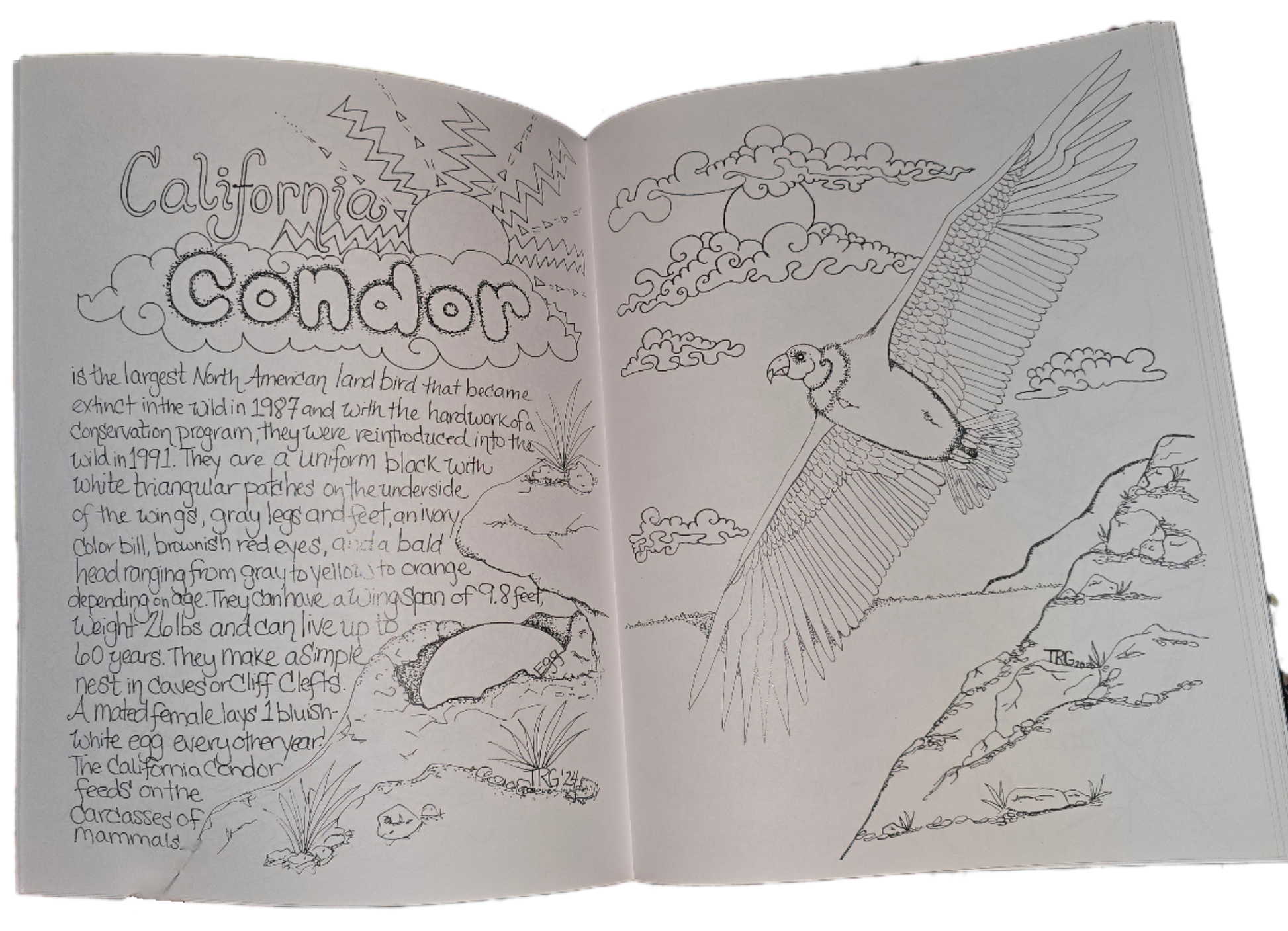 California condor illustration with information pages hand drawn issue pages of the west coast Wildlife coloring book birds condor in flight with coast view and egg